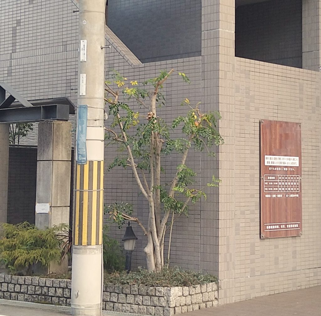 マンションのシンボルツリー剪定 作業後